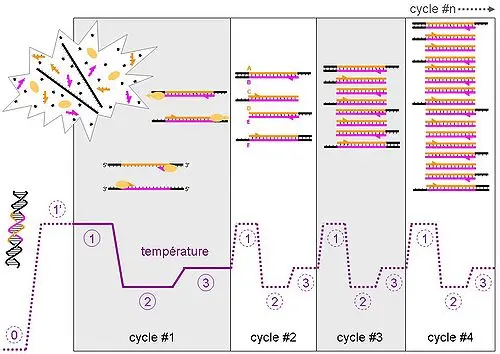 pcr